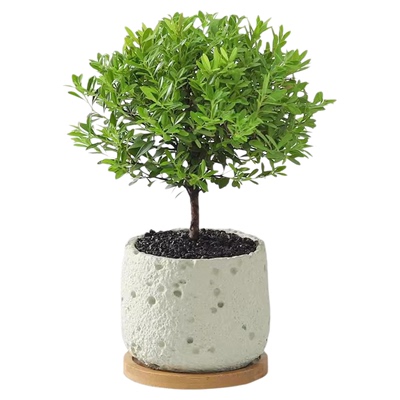 JOJO'SLIFEPD小叶赤楠桌面盆栽