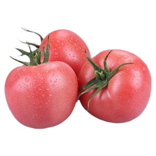 寿光蔬菜种子粉帝番茄种子保护地露地毛粉西红柿四季春夏秋种孑籽