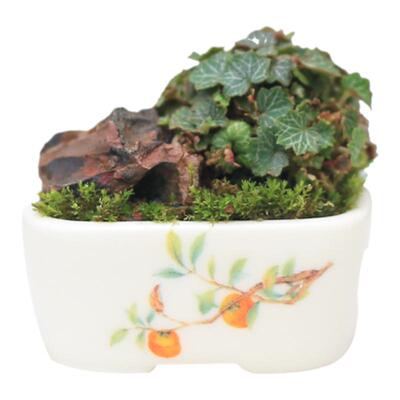 虎耳草超迷你观叶小植物