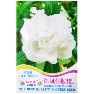 重瓣白色凤仙花种子指甲花种籽四季室内外阳台盆栽易种花卉植物孑
