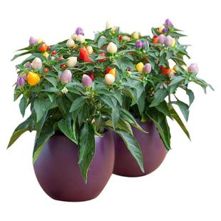 五彩辣椒种子椒辣椒苗四季种植蔬菜种孑七彩辣椒盆栽食用彩椒种籽