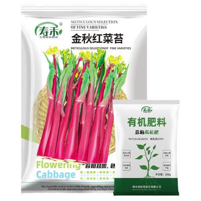 红菜苔种子孑苗广东武汉四季
