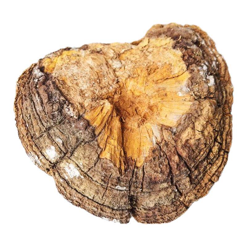 正宗秦岭深山整颗老桑树桑黄金边特级灵芝菌500g包邮可切片打粉