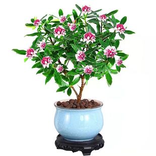 热销金边瑞香大苗盆栽浓香耐寒花卉室内外观花植物开花大小苗