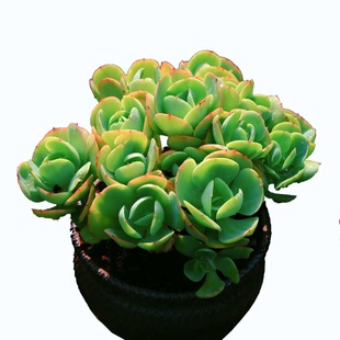 精品多肉植物 【鸡蛋碧桃】稀有罕见 露养超大老桩肉肉盆栽除甲醛