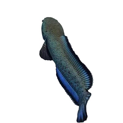 进口金尘雷龙鱼热带观赏鱼