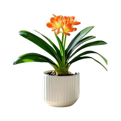 君子兰四季常青好养30天养死包赔