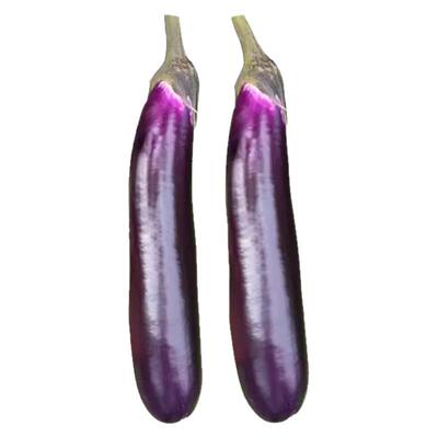 紫红长茄子种子带土四季易种