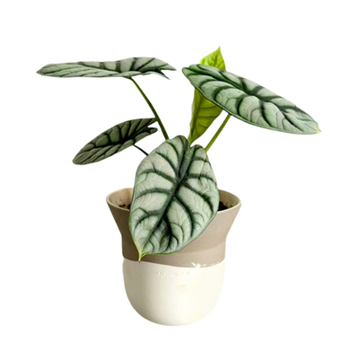 白犀牛海芋盆栽高级感室内好养活