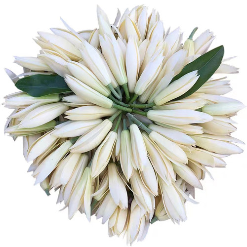 现摘白玉兰花新鲜花朵缅桂花黄角兰花闻香办公室内专用做纯露泡酒