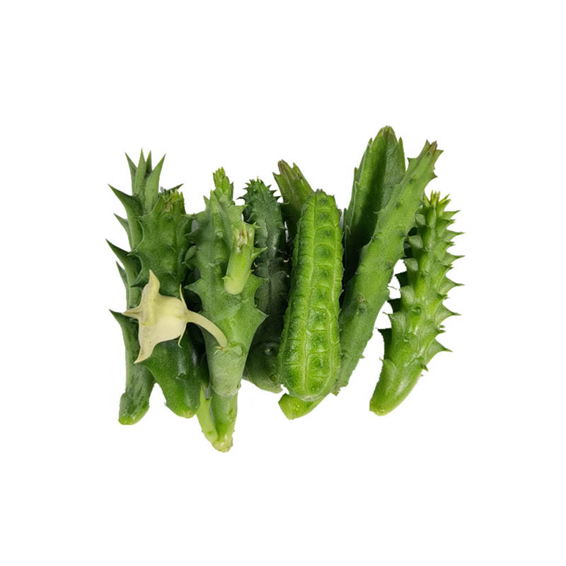 绿植萝藦科客厅侧芽多肉植物包邮