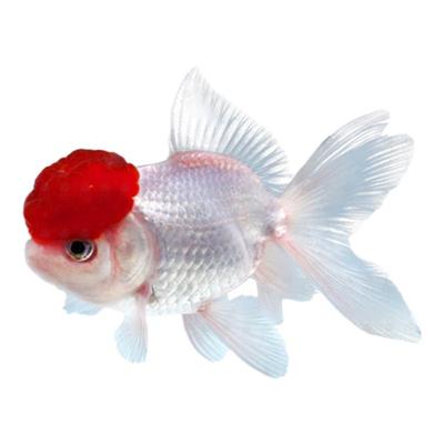 鸿运当头鱼金鱼活鱼观赏鱼鹤顶红狮子头丹顶冷水鱼淡水好养耐活鱼