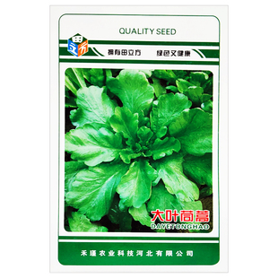 大叶茼蒿种子茼蒿菜种籽茼蒿籽茼蒿种孑蔬菜种籽茼蒿蒿子秆菜种籽