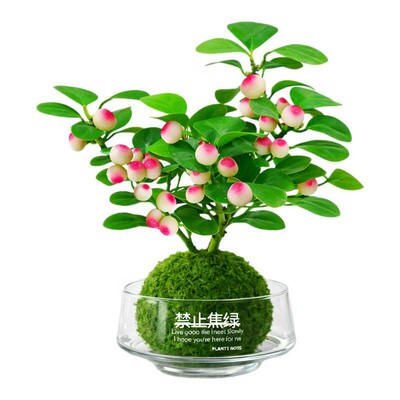 【全网热销10W+】小盼菩提树盆栽