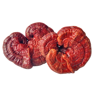 【赤灵芝500g】韶关深山半野生灵芝整枝苦芝正宗天然红赤林芝切片