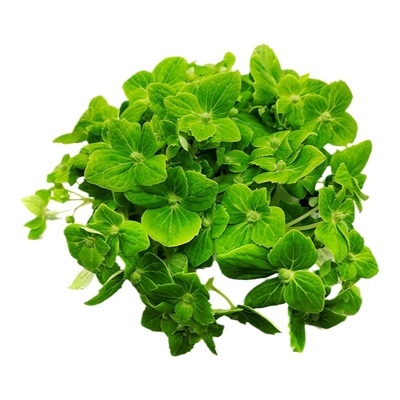 绣球鲜花进口绿绣球摆盘点缀