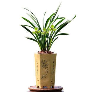 翁源兰花喜花里春兰老种帝王梅宋梅带花浓香好养室内绿植花卉盆栽