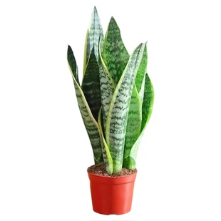 金边虎皮兰盆栽水培绿植办公室内桌面防辐射吸收甲醛好养