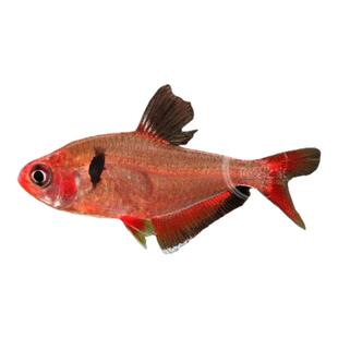 玫瑰扯旗鱼红鳍灯鱼热带观赏小型草缸群游鱼闯缸鱼红衣梦幻易饲养