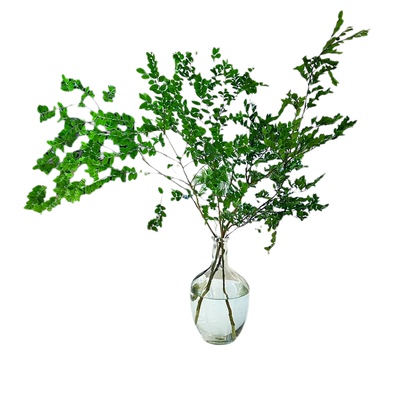 美男树水培植物鲜切室内好养绿植