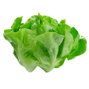 寿光罗马耐抽苔生菜王种子种籽意大利四季籽种蔬菜孑菜籽各种菜子