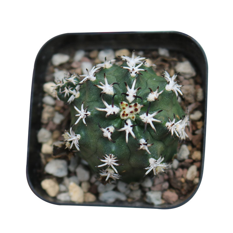 绿花短豪刺青花虾仙人球 贵货开青花仙人掌收藏美刺开花机器