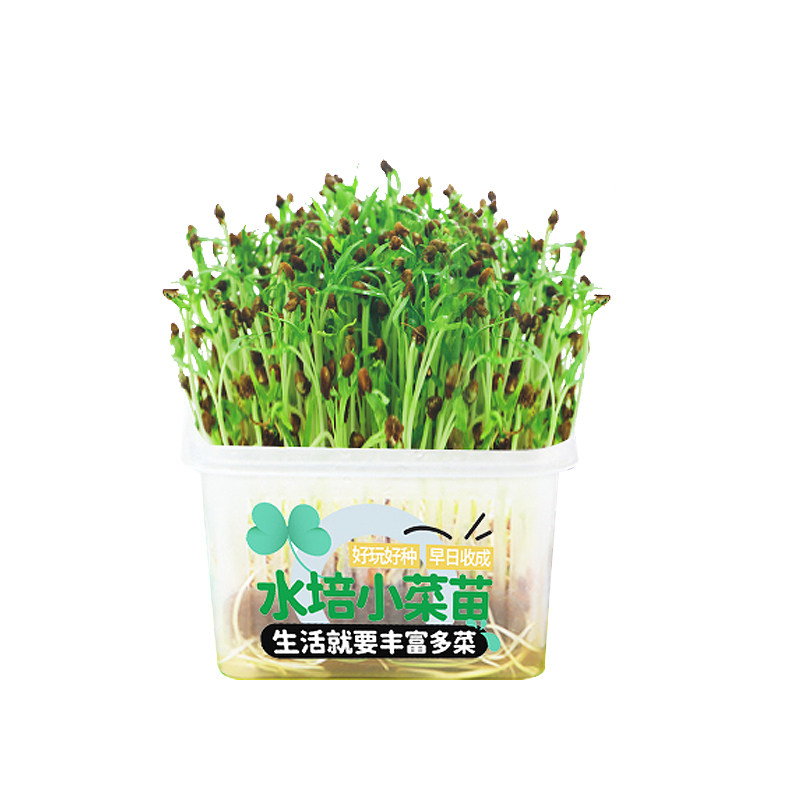 水生田水培芽菜简单易活