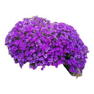 南庭芥种子耐寒花卉矮生花种子易活四季开花石头缝蓝庭芥花籽室外