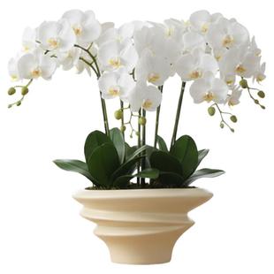 白色蝴蝶兰花盆轻奢高级感家用陶瓷拼组花盆高端兰花专用花盆包邮