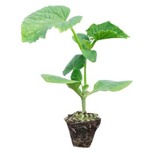 黑皮大冬瓜苗秧种子种籽青皮绿皮小冬瓜苗秧懒人四季蔬菜苗阳台