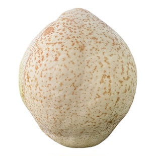 正宗山东酥梨山农酥梨莱阳脆甜无渣皮薄肉厚新品新品清脆多汁莱阳