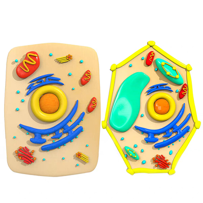 动植物细胞结构模型制作材料包