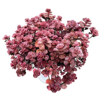 小球玫瑰一物一拍云南周舟多肉