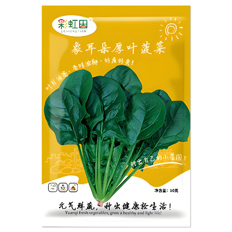 象耳朵厚叶菠菜种子蔬菜种子