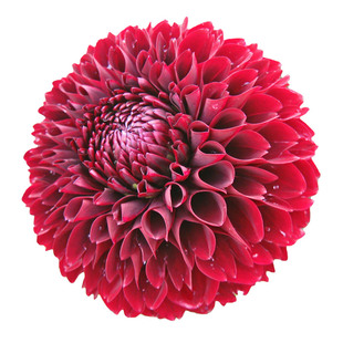 现货荷兰进口大丽花种球大丽花裸根牛奶咖啡保罗岛民地瓜花庭院种