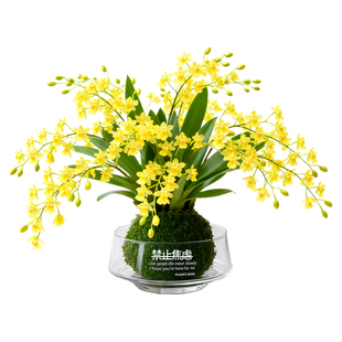 文心兰带花苞盆栽水培苔藓球植物梦香兰浓香型多花箭绿植花卉盆景