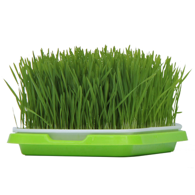 豆芽发芽神器育苗盘水培蔬菜