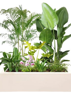 【真绿植】大型绿植成品组合盆