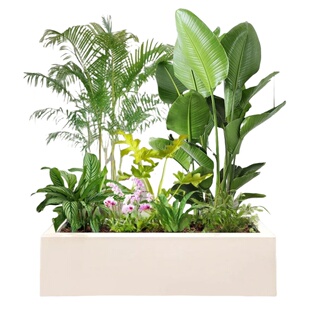 大型绿植成品组合盆栽室内客厅大型真树阳台玄关隔断造景大号盆景