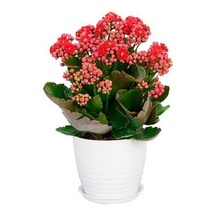 长寿花盆栽重瓣带花苞花卉室内阳台桌面绿植四季好养多肉开花植物