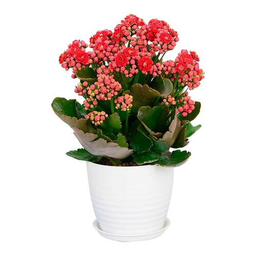 长寿花盆栽重瓣带花苞花卉室内阳台桌面绿植四季好养多肉开花植物