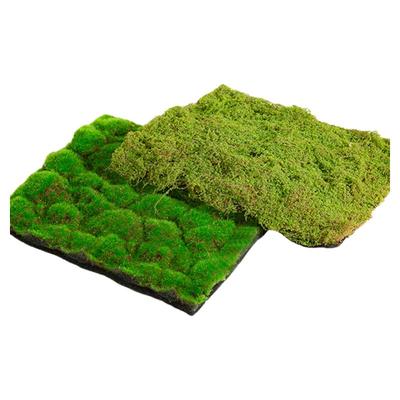 小红书家装博主同款仿真苔藓造景