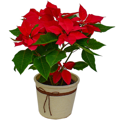 一品红盆栽粉公主圣诞花四季开花