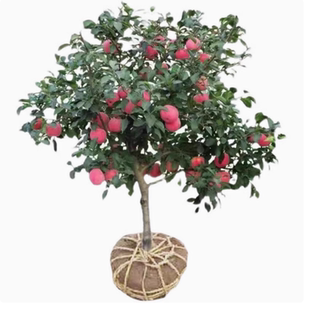 特大耐寒鸡心果苗南方北方四季种植鸡心果树苗盆栽地栽矮化苹果苗