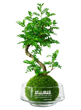 清香胡椒木盆栽老桩水培植物苔藓球办公室内桌面懒人绿植四季常青