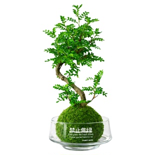 清香胡椒木盆栽老桩水培植物苔藓球办公室内桌面懒人绿植四季常青