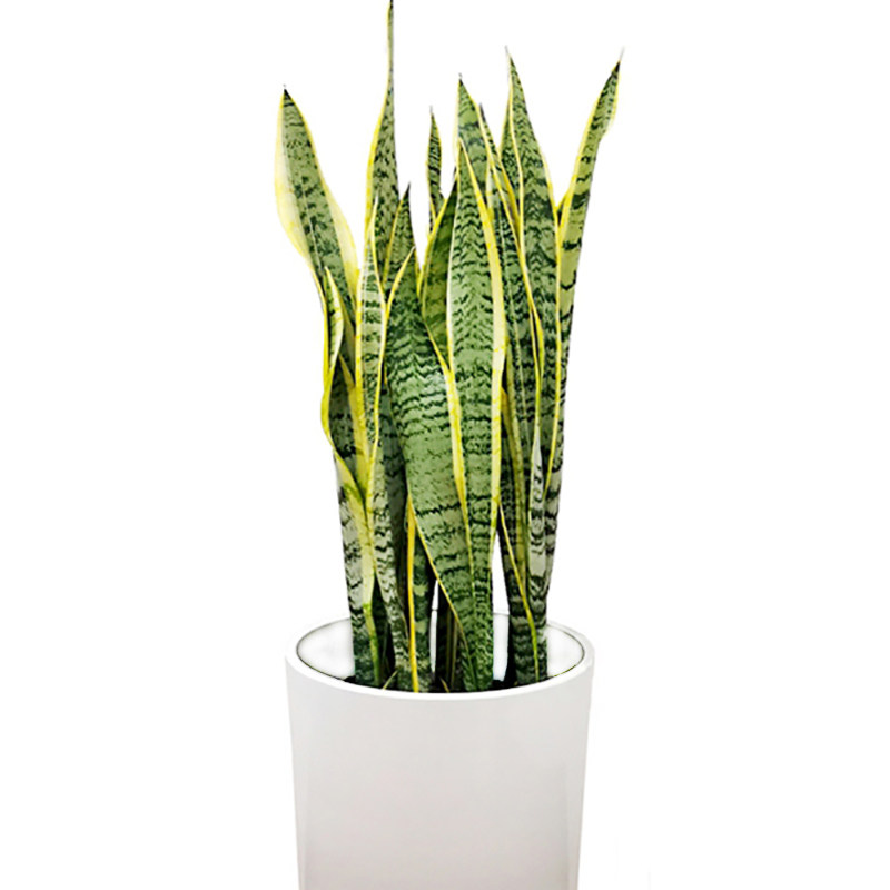 金边虎皮兰盆栽高叶植物客厅办公室好养活长脚绿植净化空气可水培