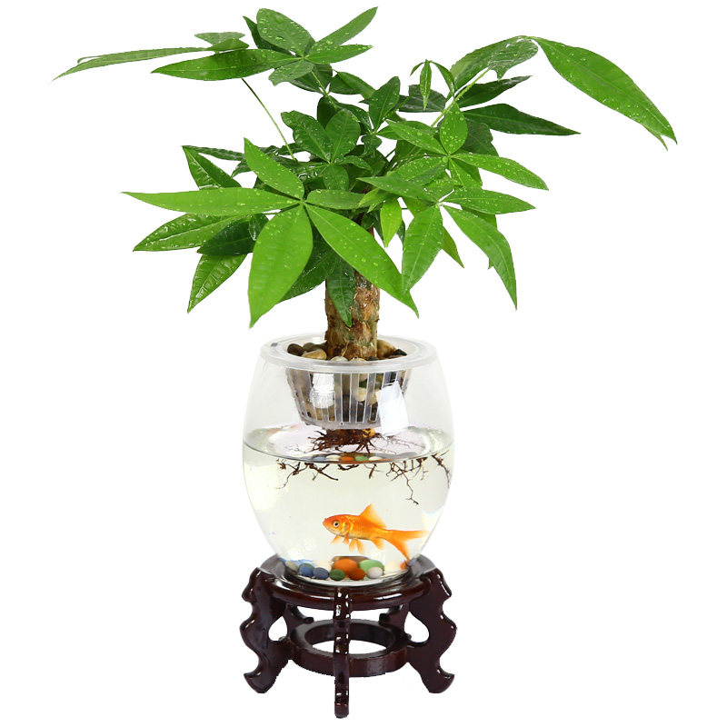 清沁绿植水培发财树创意套装含盆