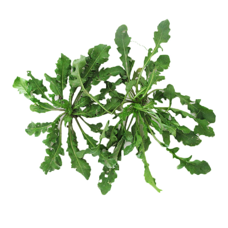 京东顺丰包邮新鲜现挖荠荠菜地菜荠菜野菜馄饨饺子春卷包子馅料