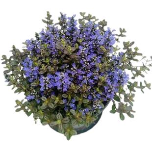 多年生四季常绿地被植物筋骨草花苗盆栽别墅花境庭院耐阴耐寒花卉